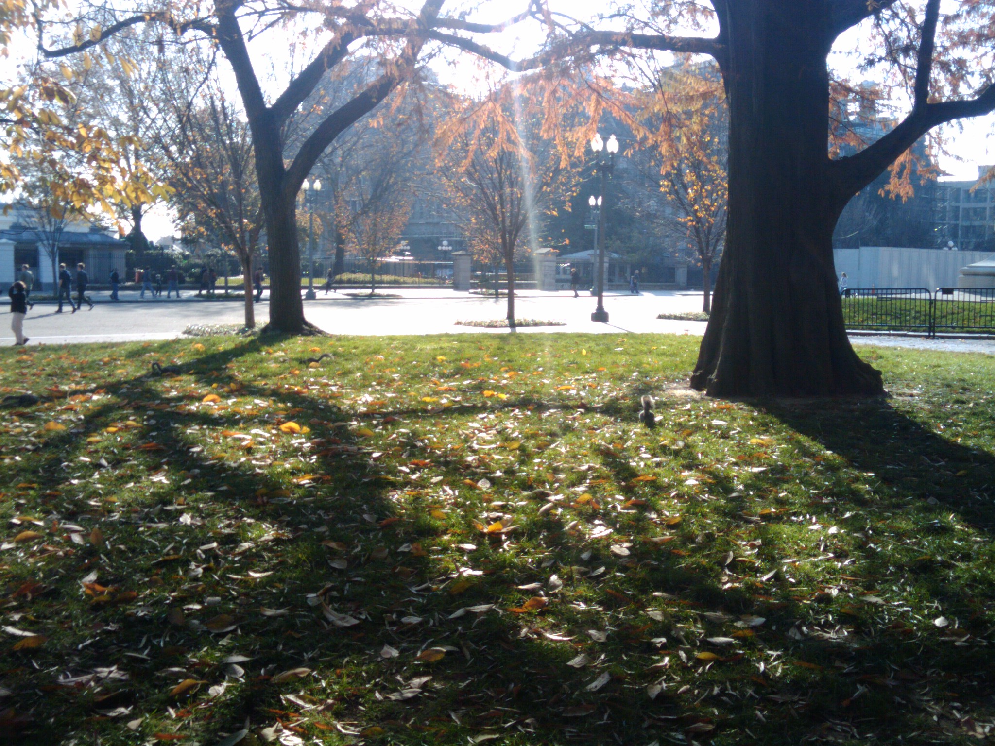 some trees and grass are around a park