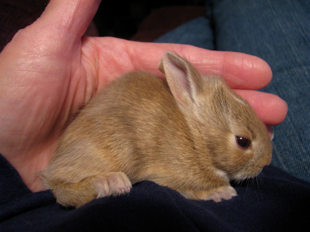 a small rabbit sitting on someone's lap