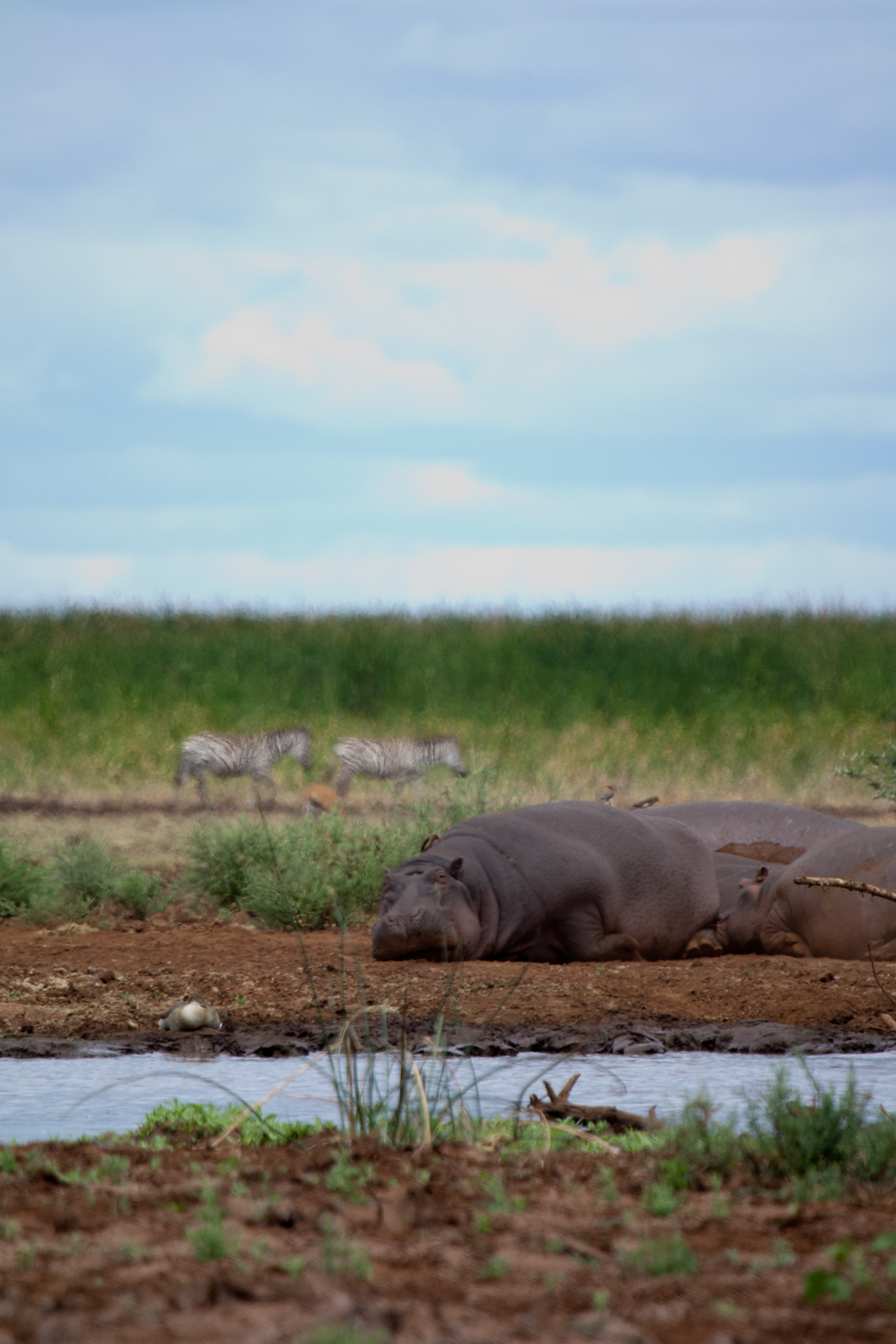 a hippo sitting next to water in the dirt
