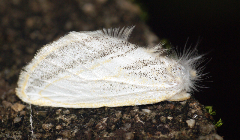 this white erfly is resting on a rock