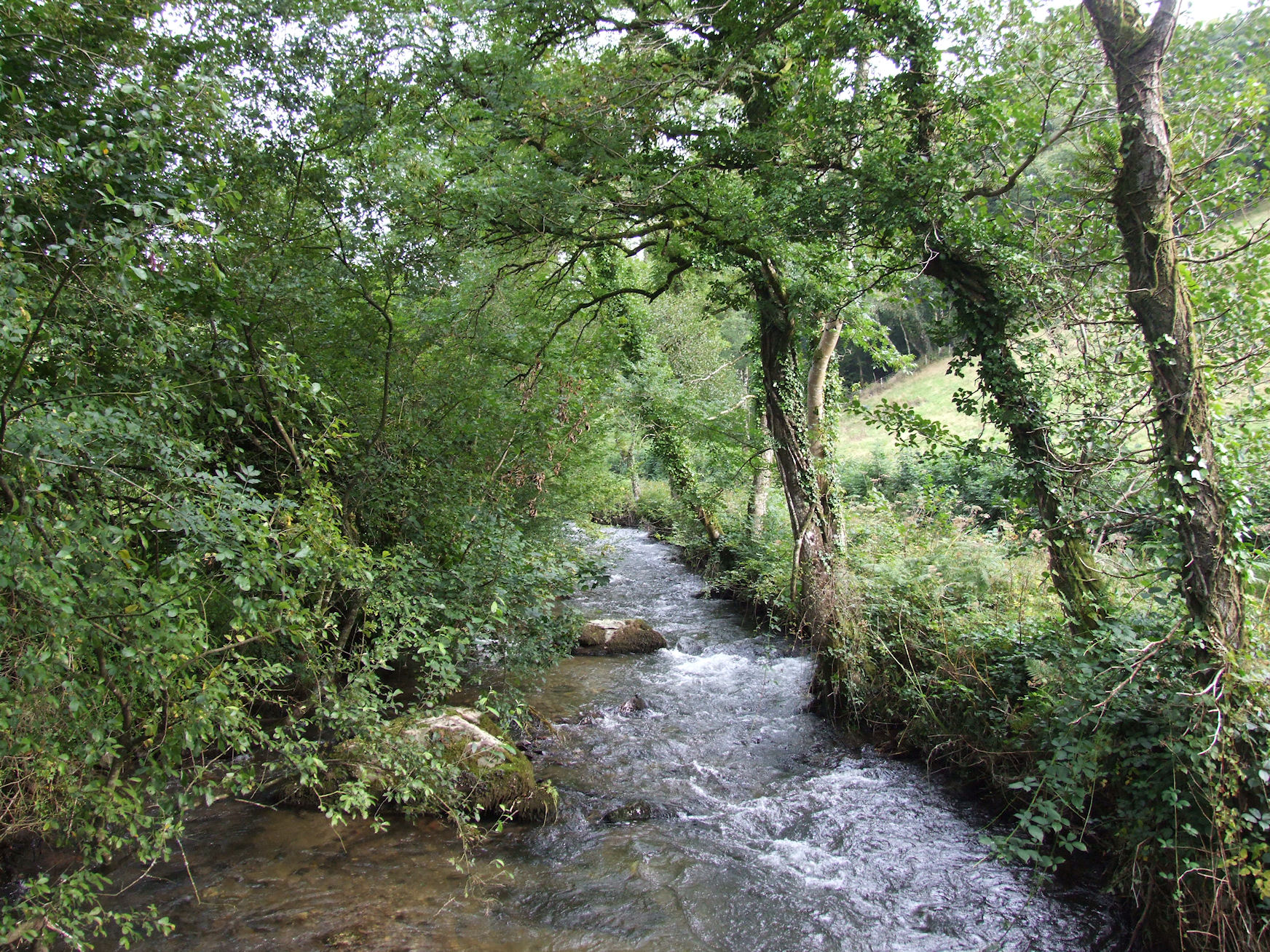a flowing stream surrounded by green trees and bushes