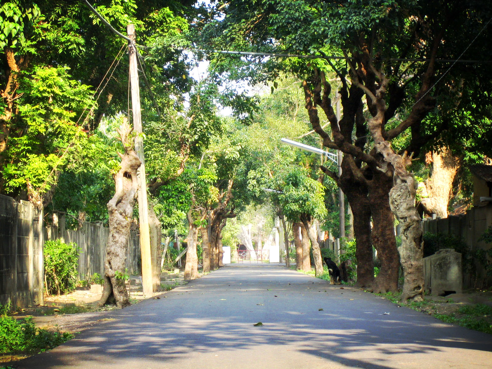 a street view showing the trees lining the road