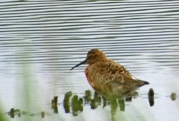 a bird standing in the water staring