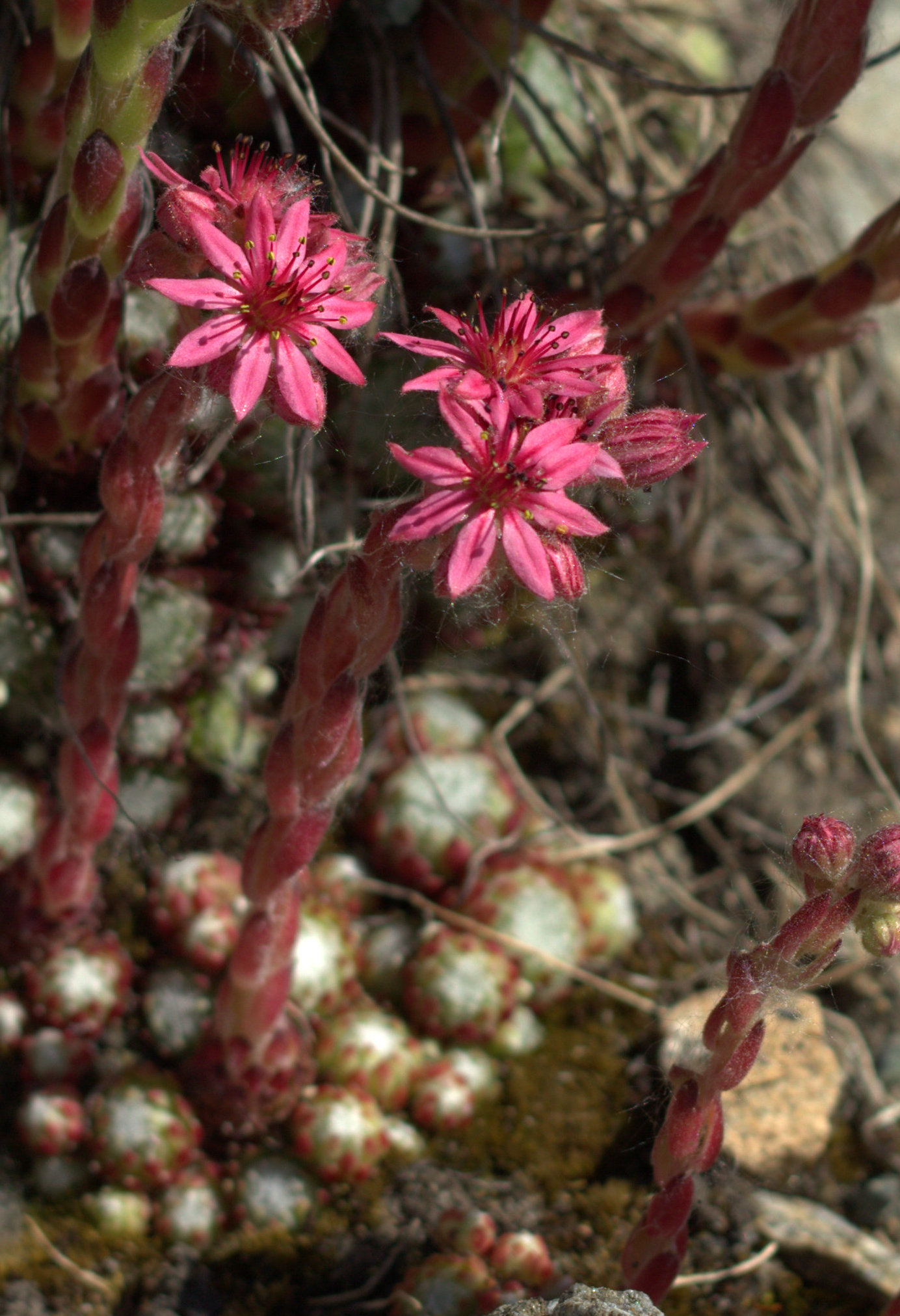 small pink flowers are on a cactus plant