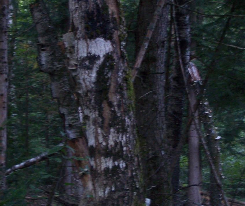 a large and old tree with the face of a demon painted on it