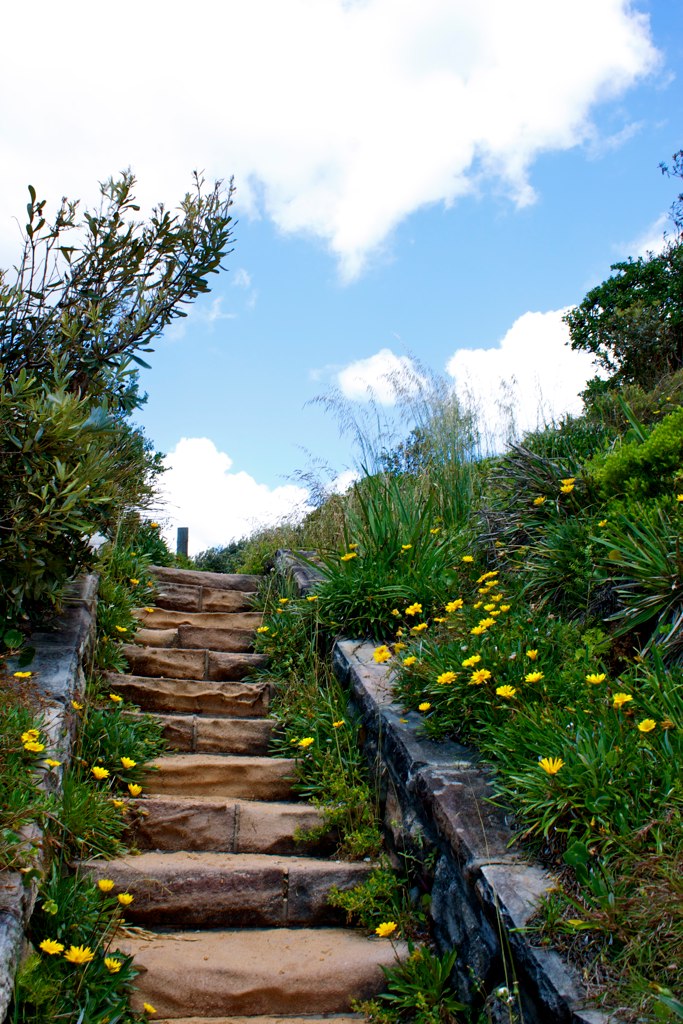 a stone path with flowers and shrubs growing