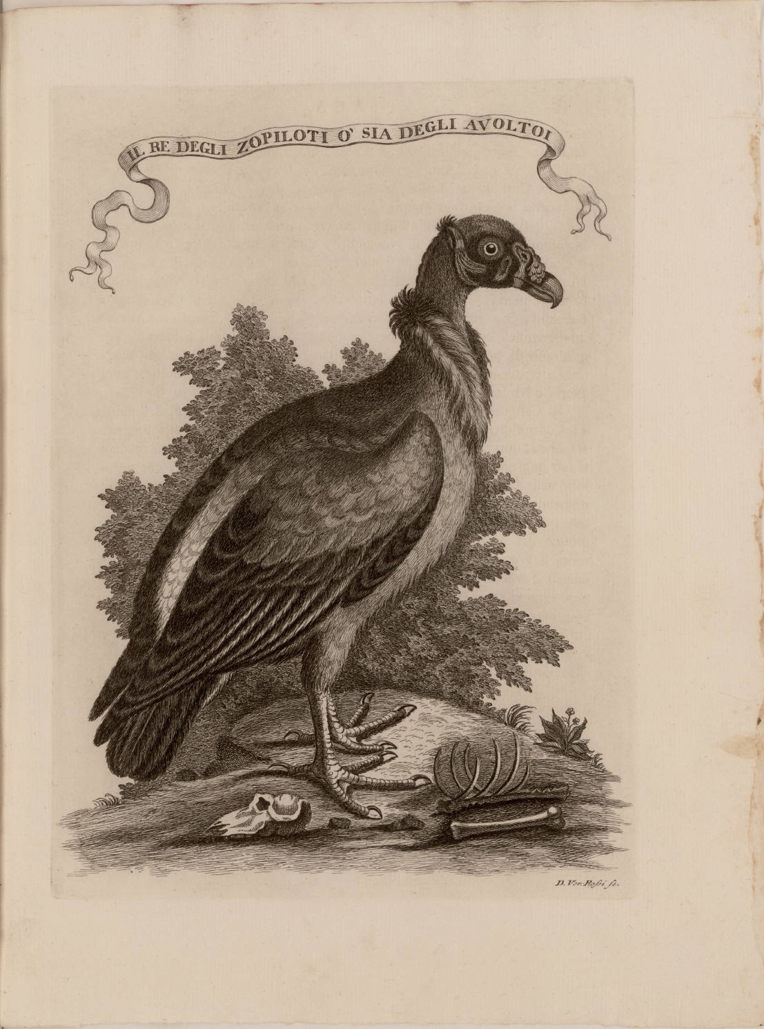 an old drawing of a vulture with a long neck