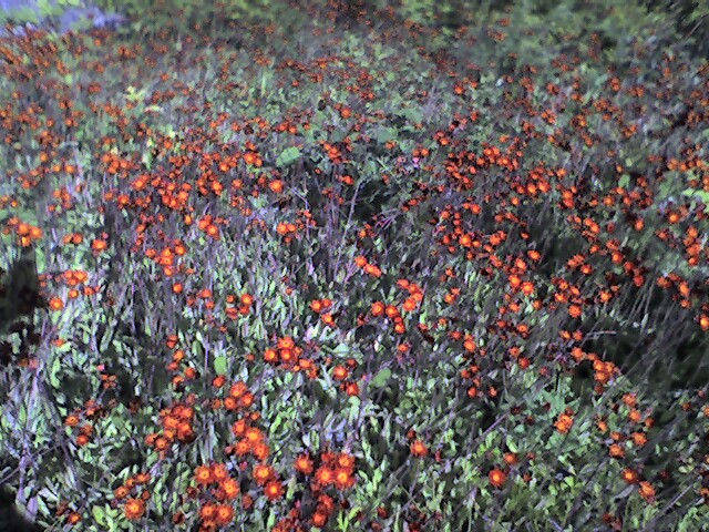 a very large field of some pretty red flowers