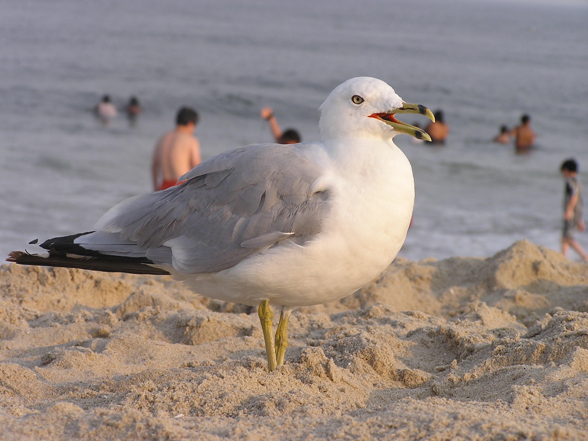 a seagull standing on top of the sand next to people in the water