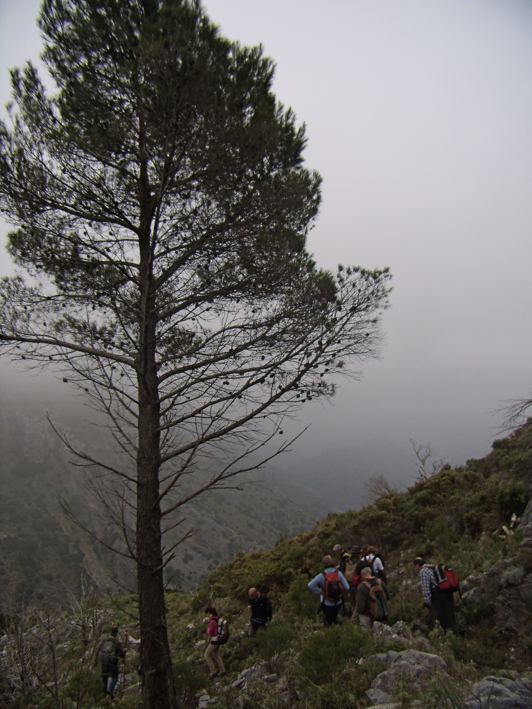 some people on top of a hill by a tree