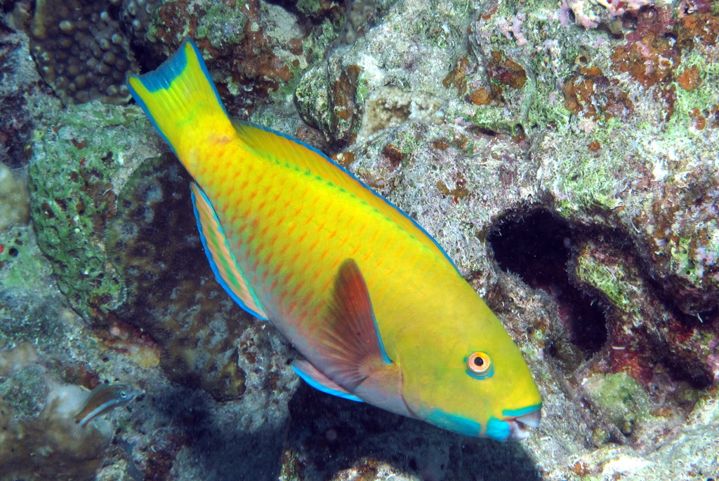 this is a yellow fish with bright blue water