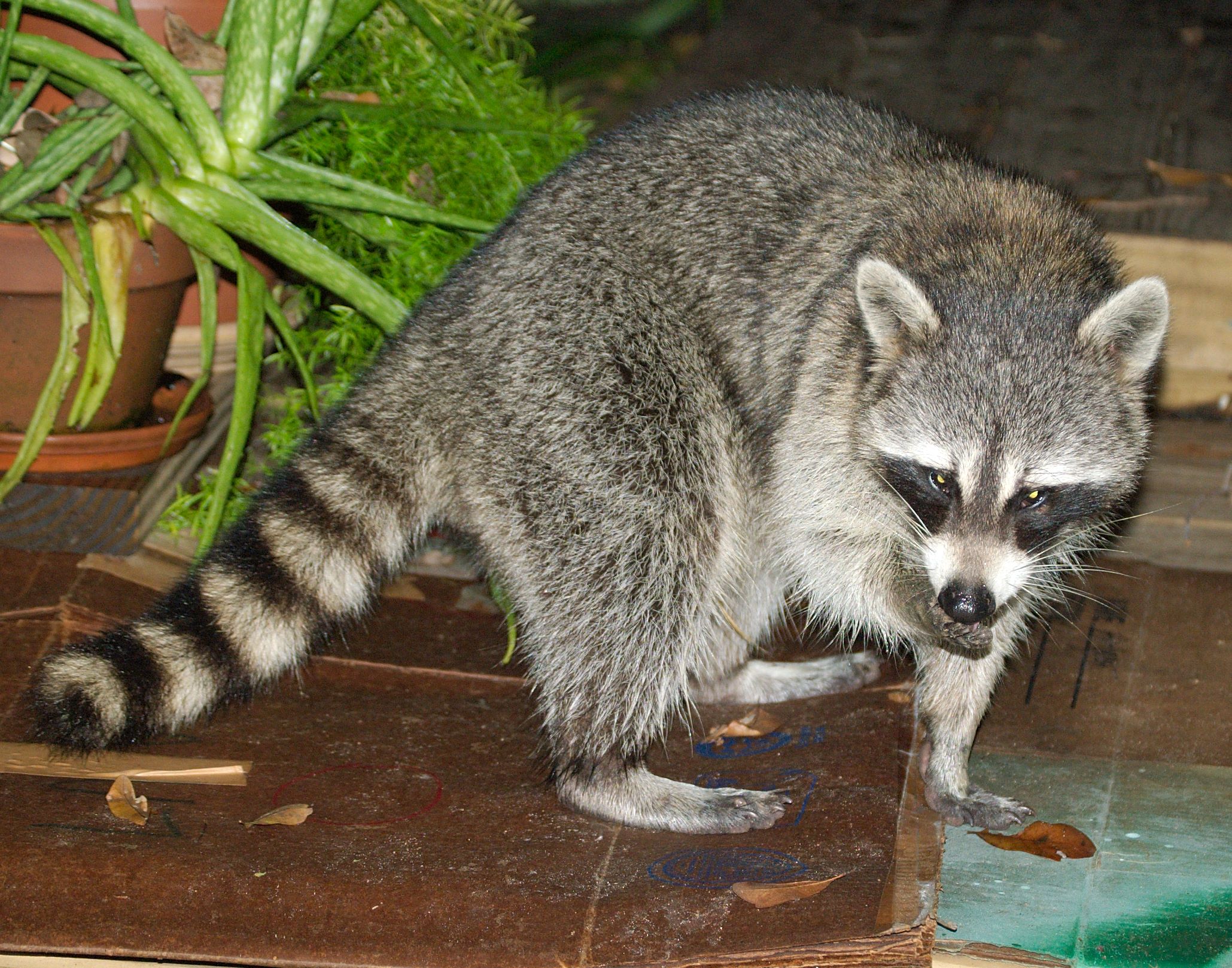 a baby rac in front of a plant in a house