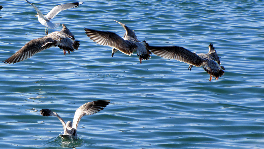 birds are flying around the water and flying above them