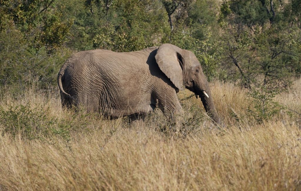 an elephant standing in the tall grass near bushes