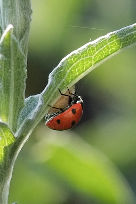 a ladybird on a leaf with a bug crawling