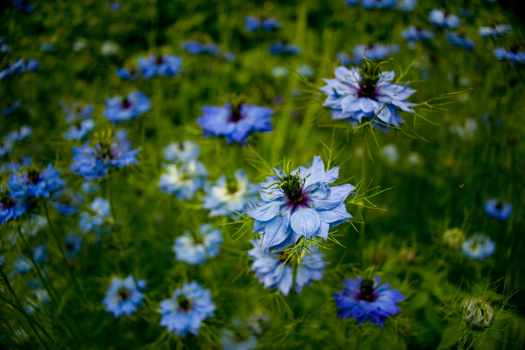 blue flowers and grass in a field