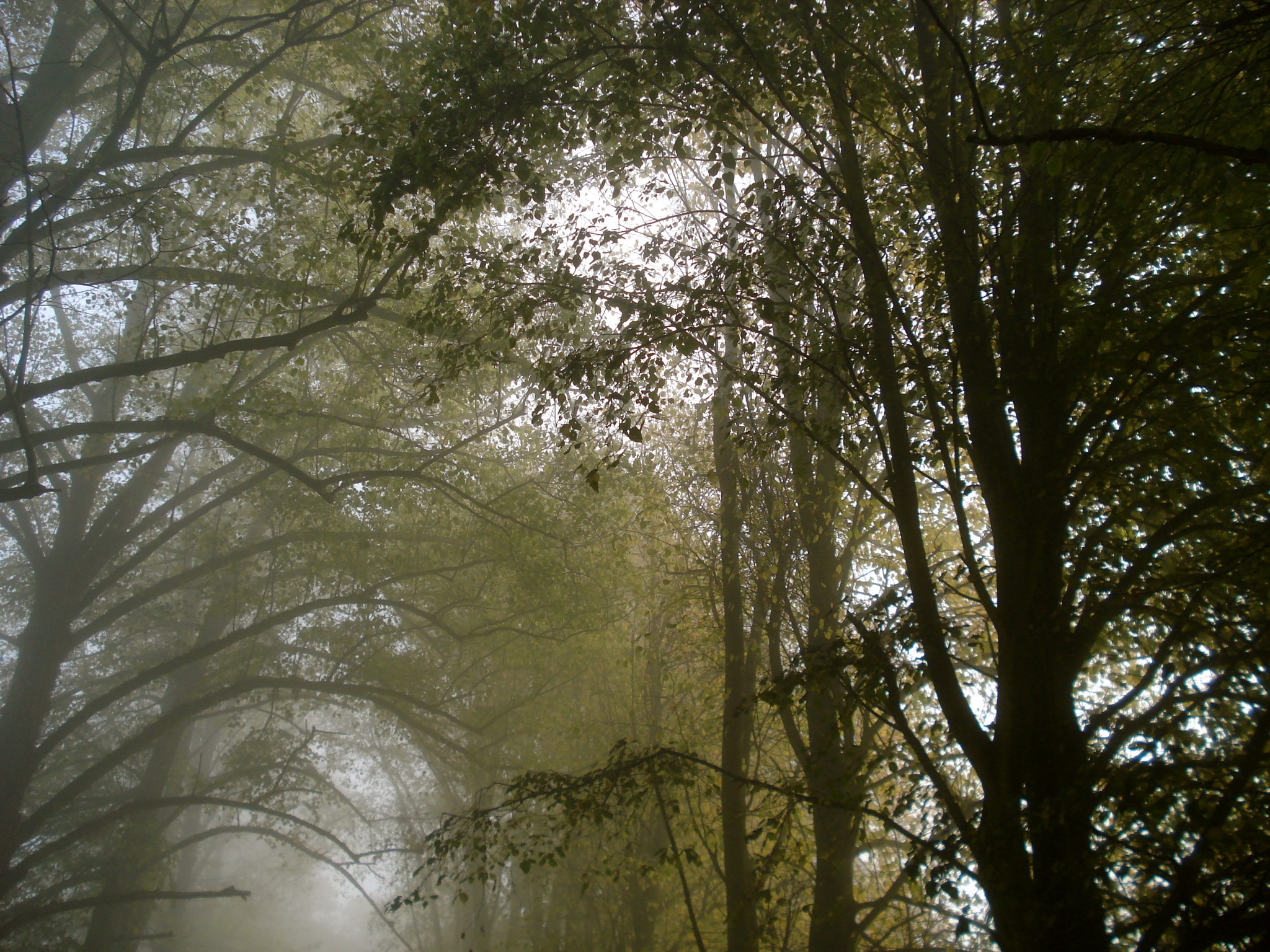 an image of a foggy forest scene