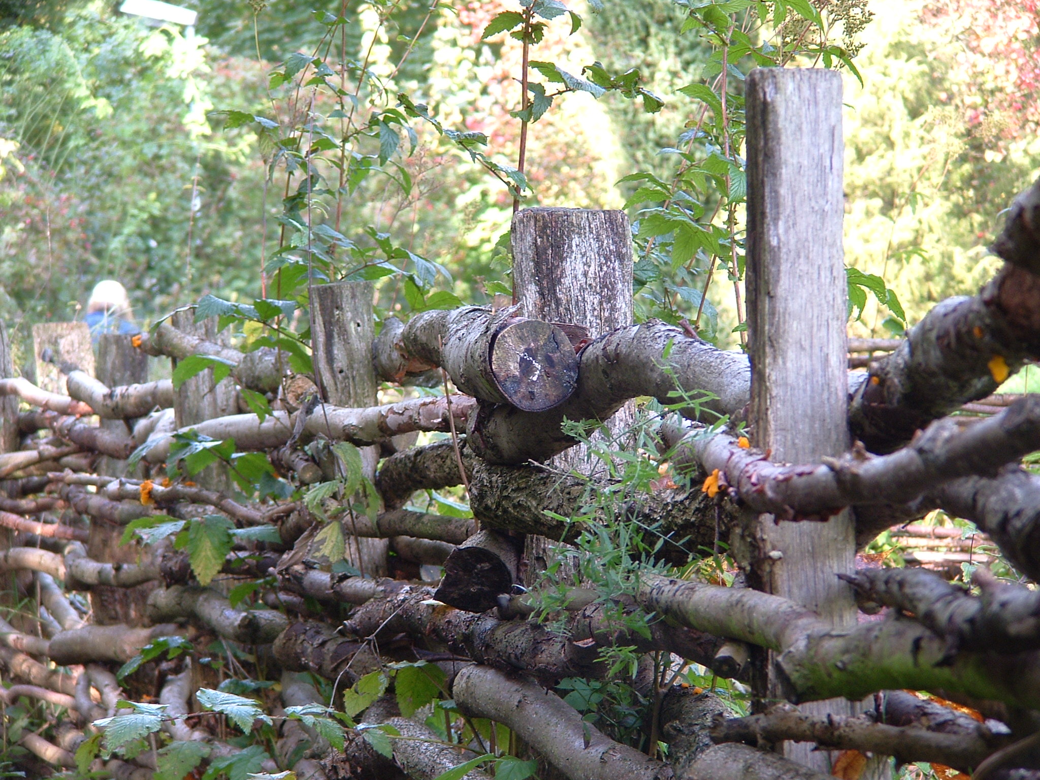 the fence made of nches are surrounded by trees