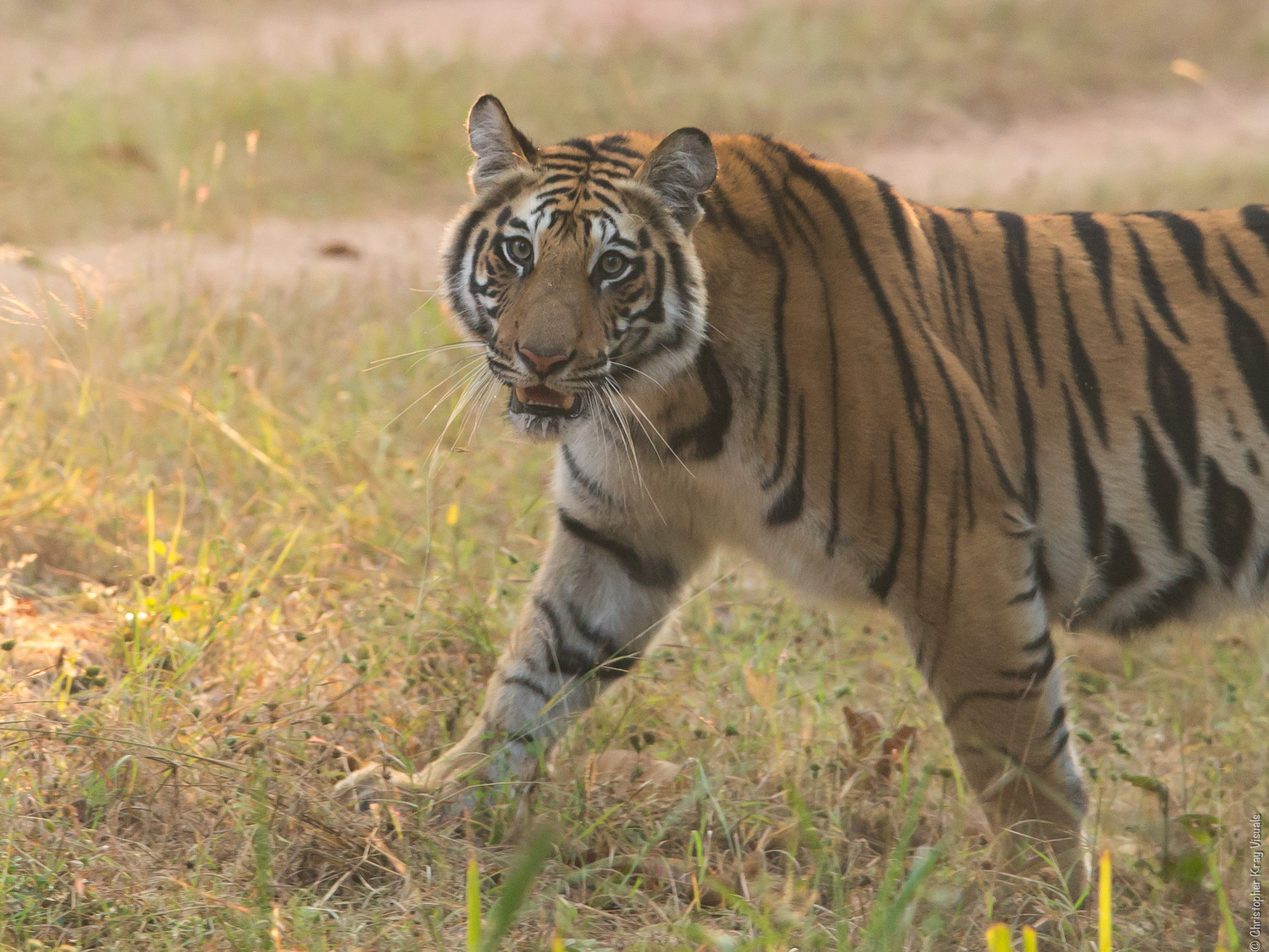 a tiger walking across a grass covered field