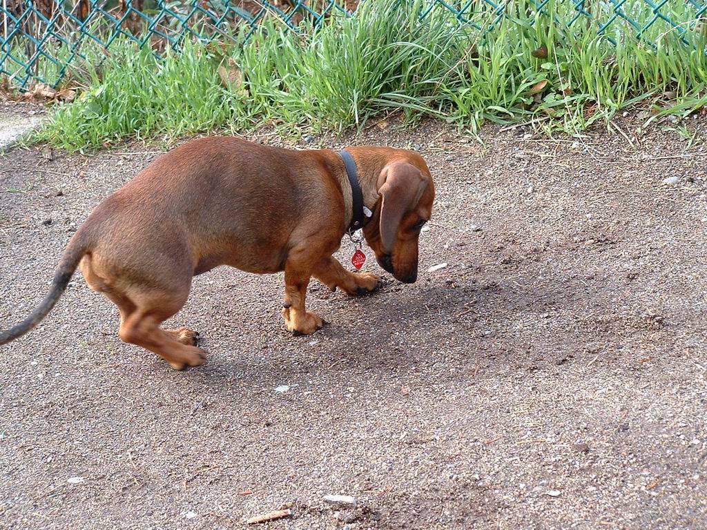 a dachshund puppy on a leash sniffing soing