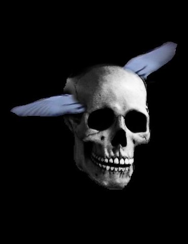 a skull with a bird on its head and one blue wing on its forehead