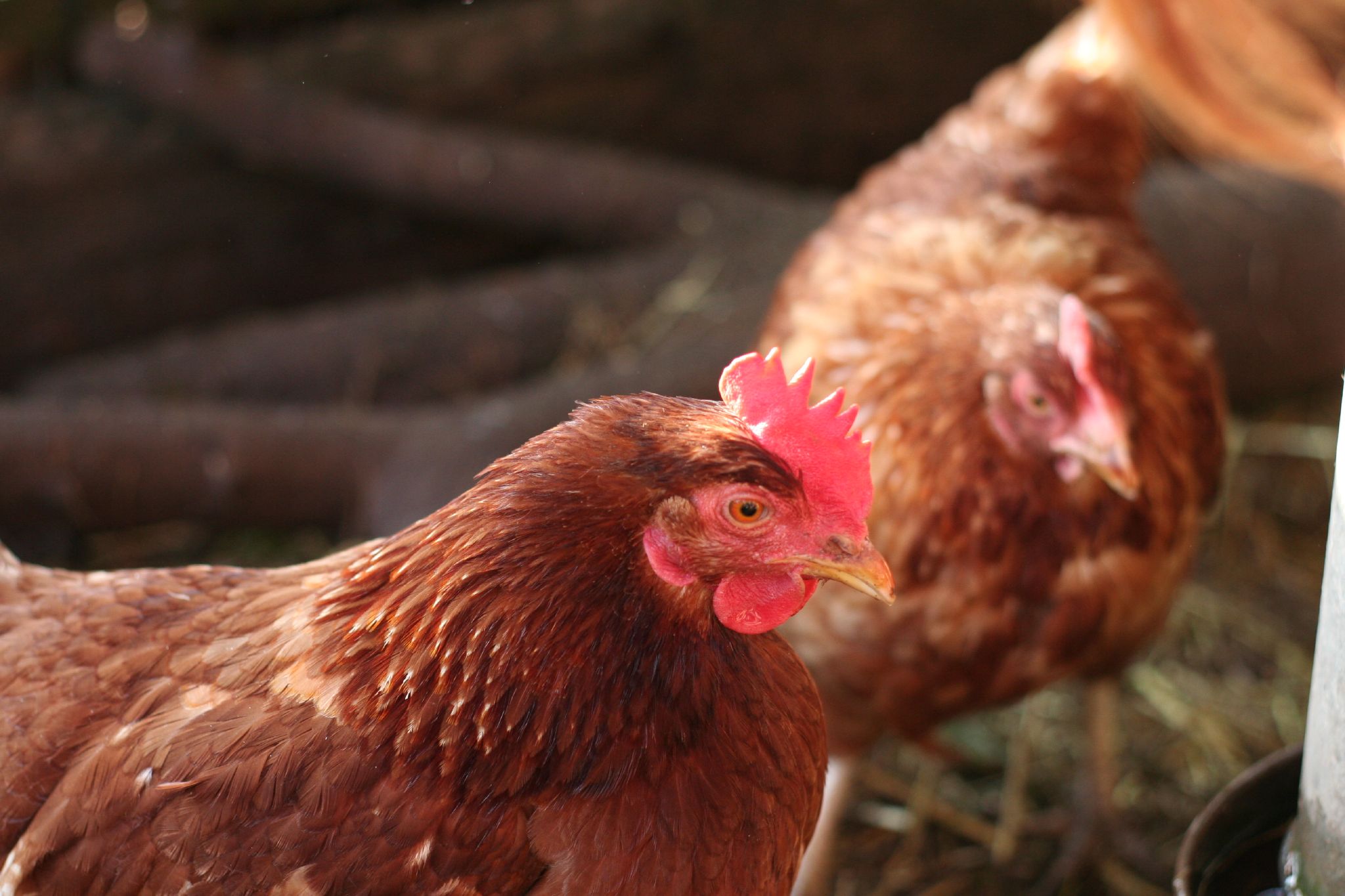 two chickens standing in some hay near a pole