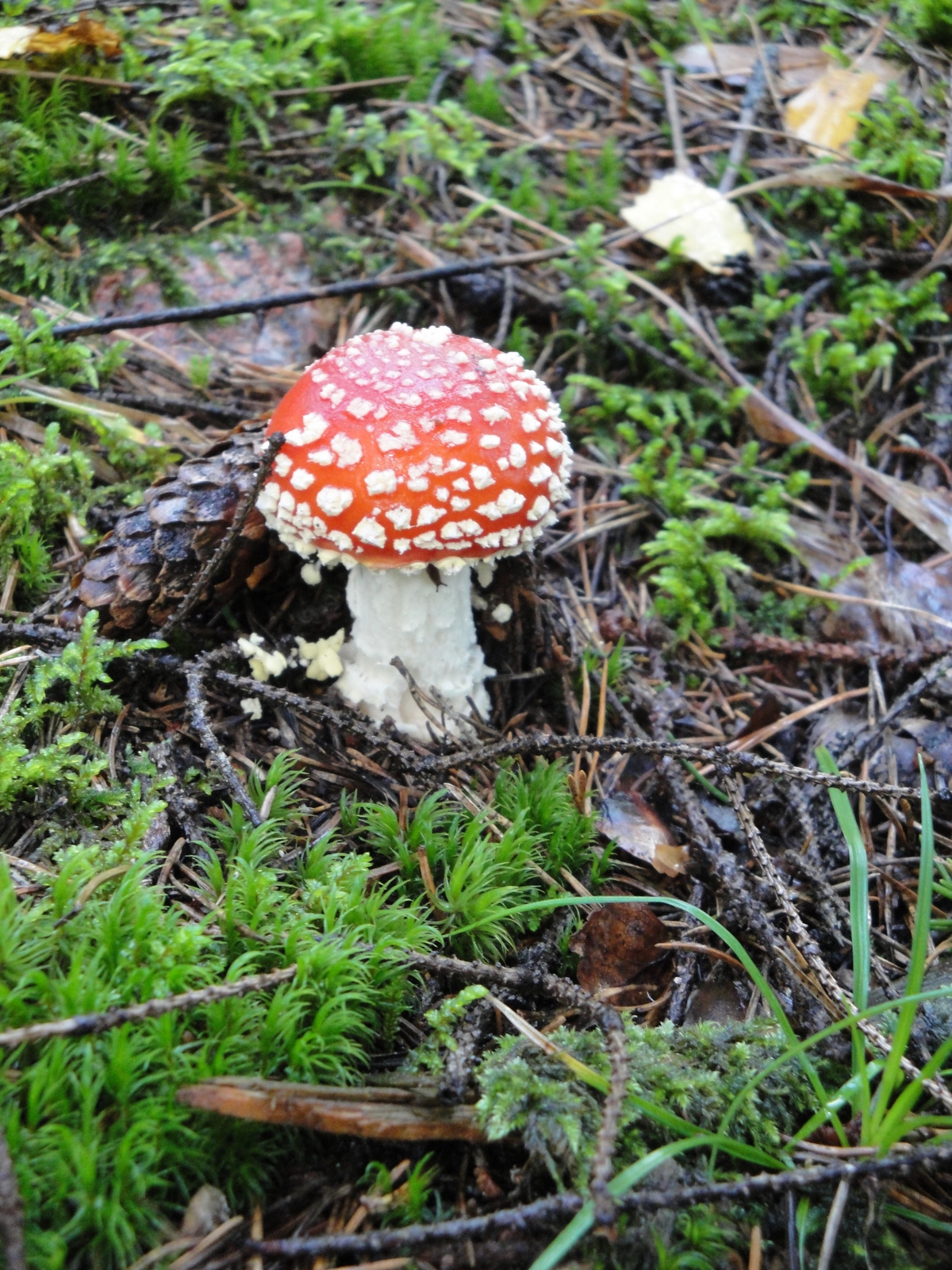 a small red and white mushroom on the ground