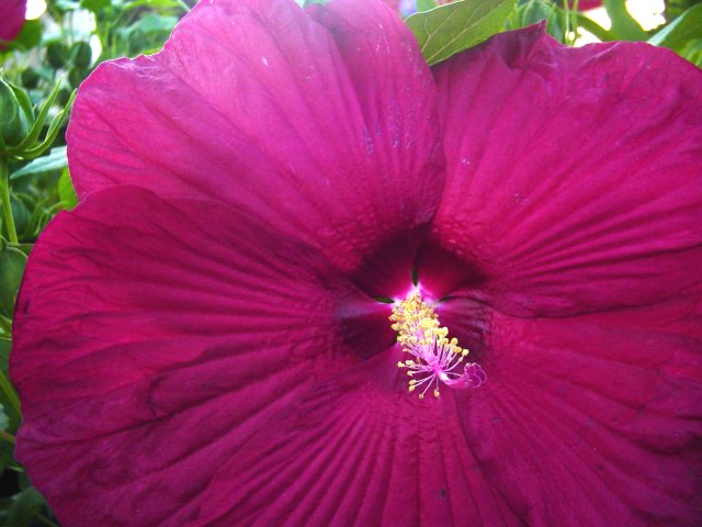 a purple flower is blooming in the middle of a garden