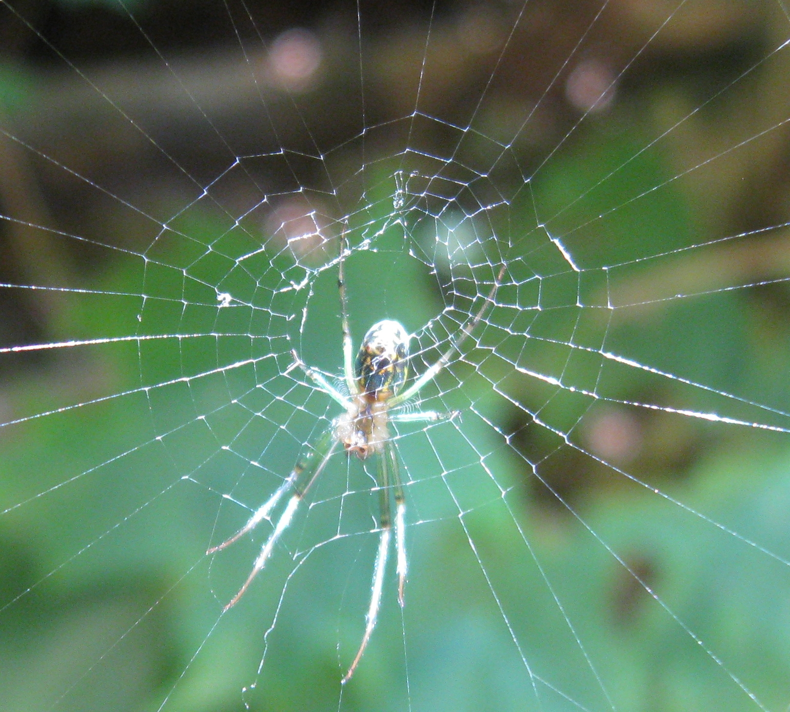 a spider is on a web of spider - covered material