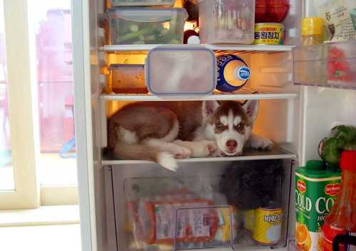 a dog is lounging in the bottom shelf of an open refrigerator