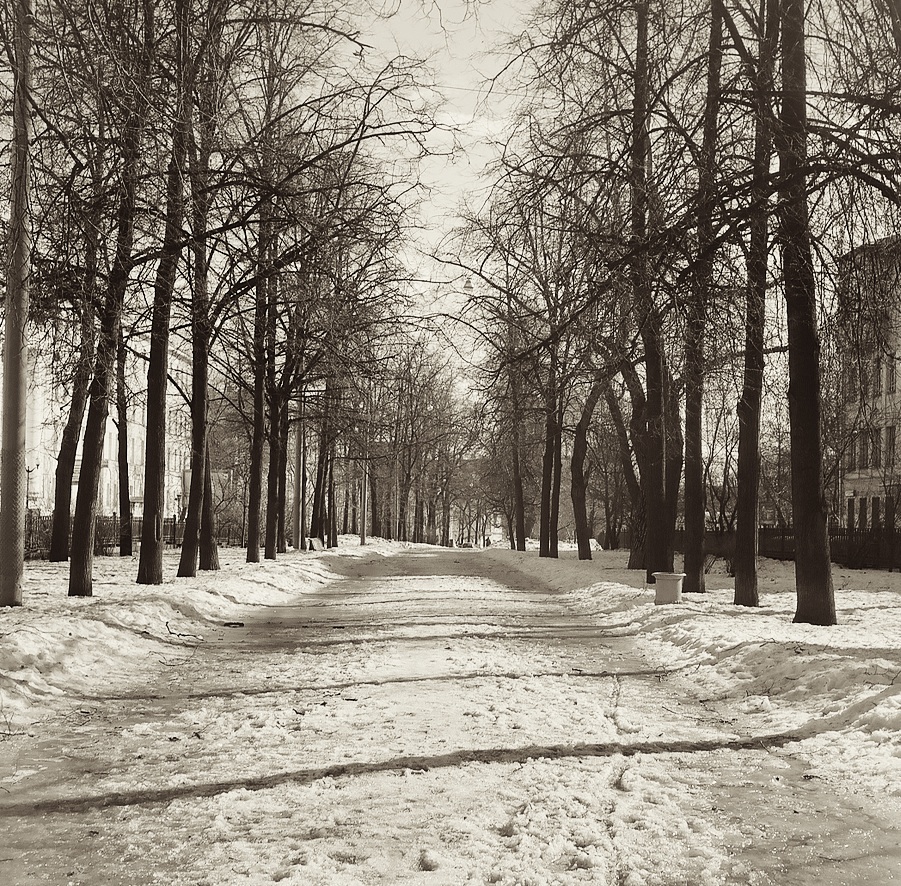 black and white pograph of snow covered ground next to trees