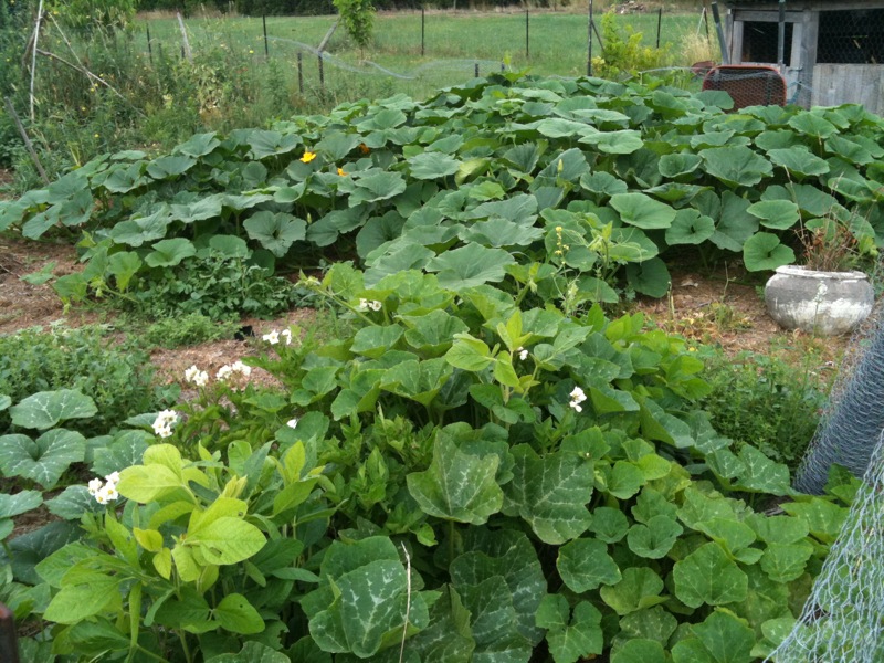 the green plants are growing in the large garden