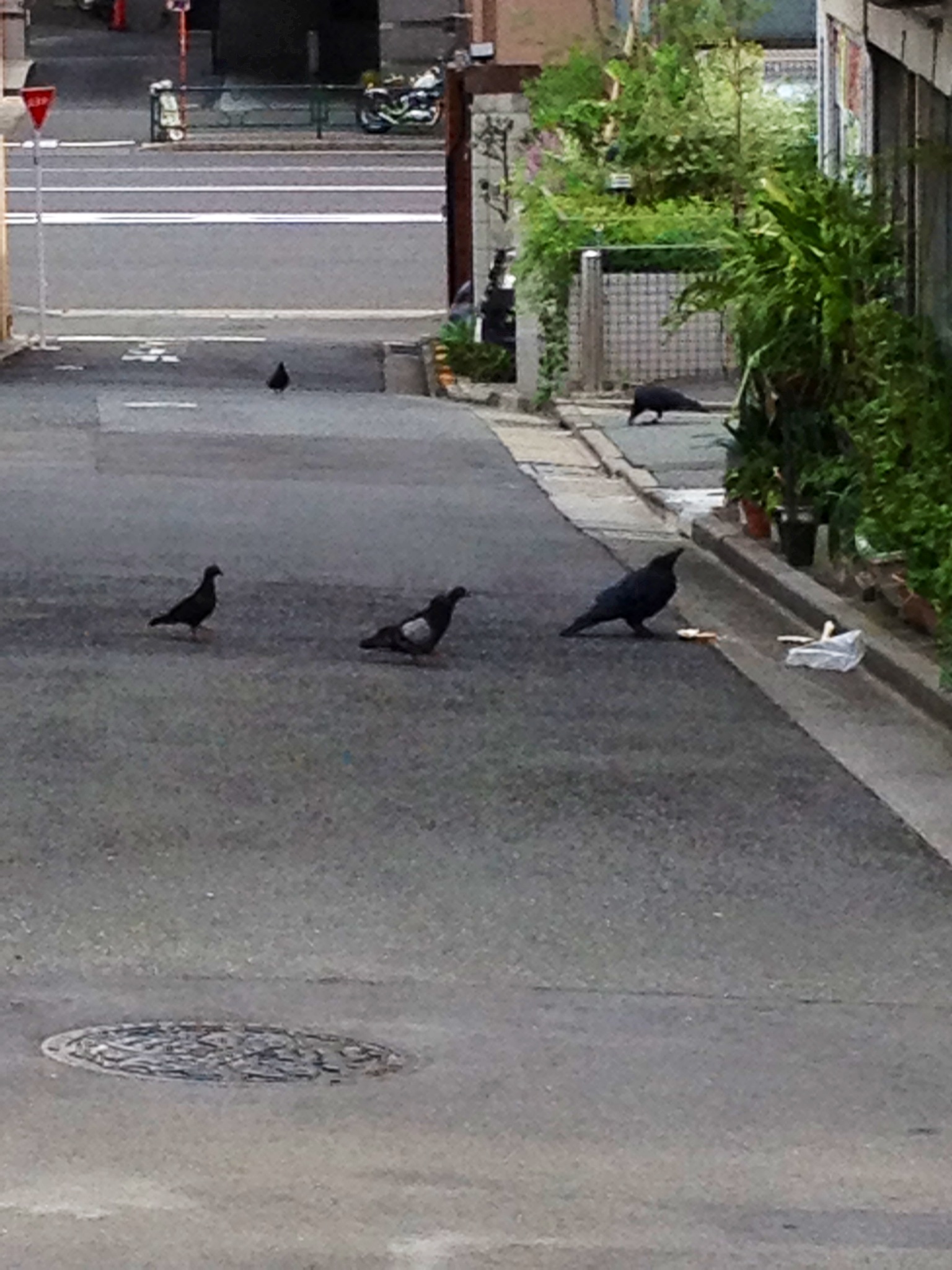 birds standing in the middle of an urban street