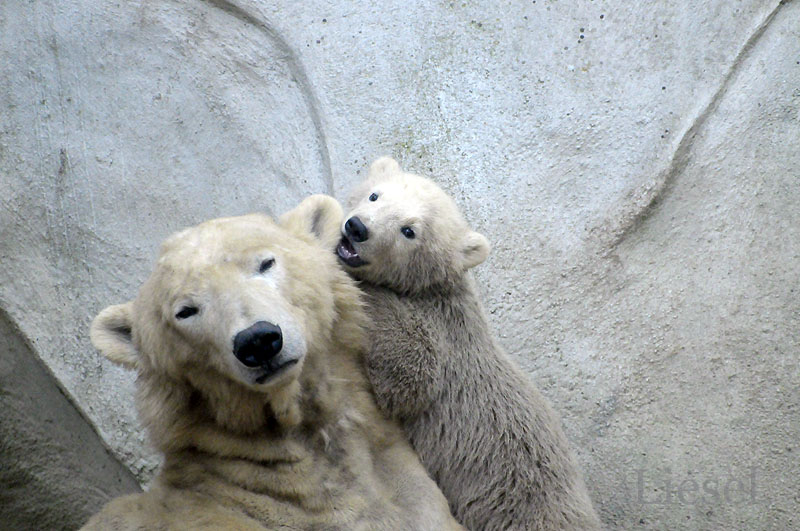 a couple of polar bears sitting on top of each other