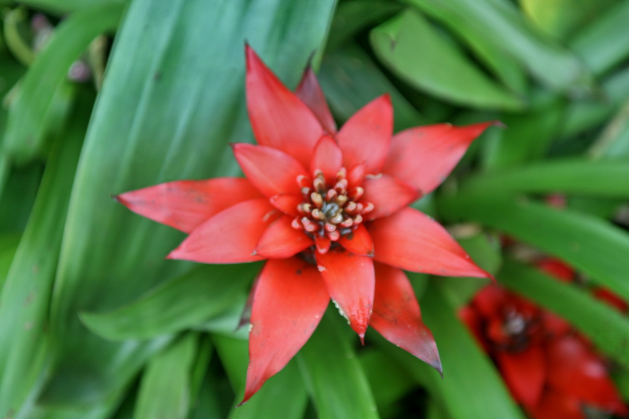 a bright red flower in a patch of green