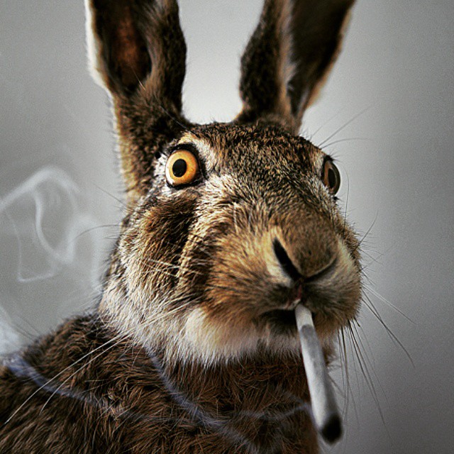 a rabbit with a cigarette in it's mouth