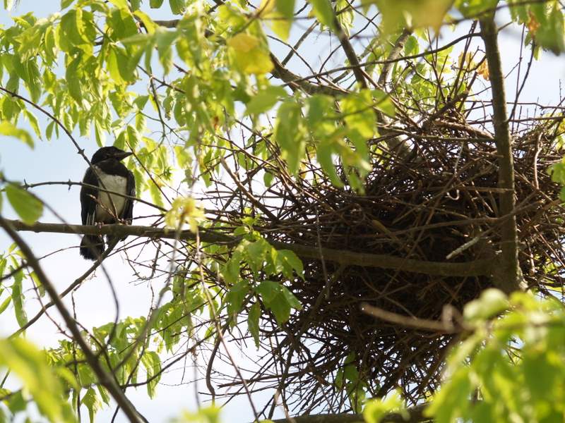 a small bird is standing on top of a nch