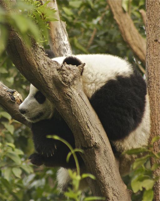 a small panda is playing in the tree