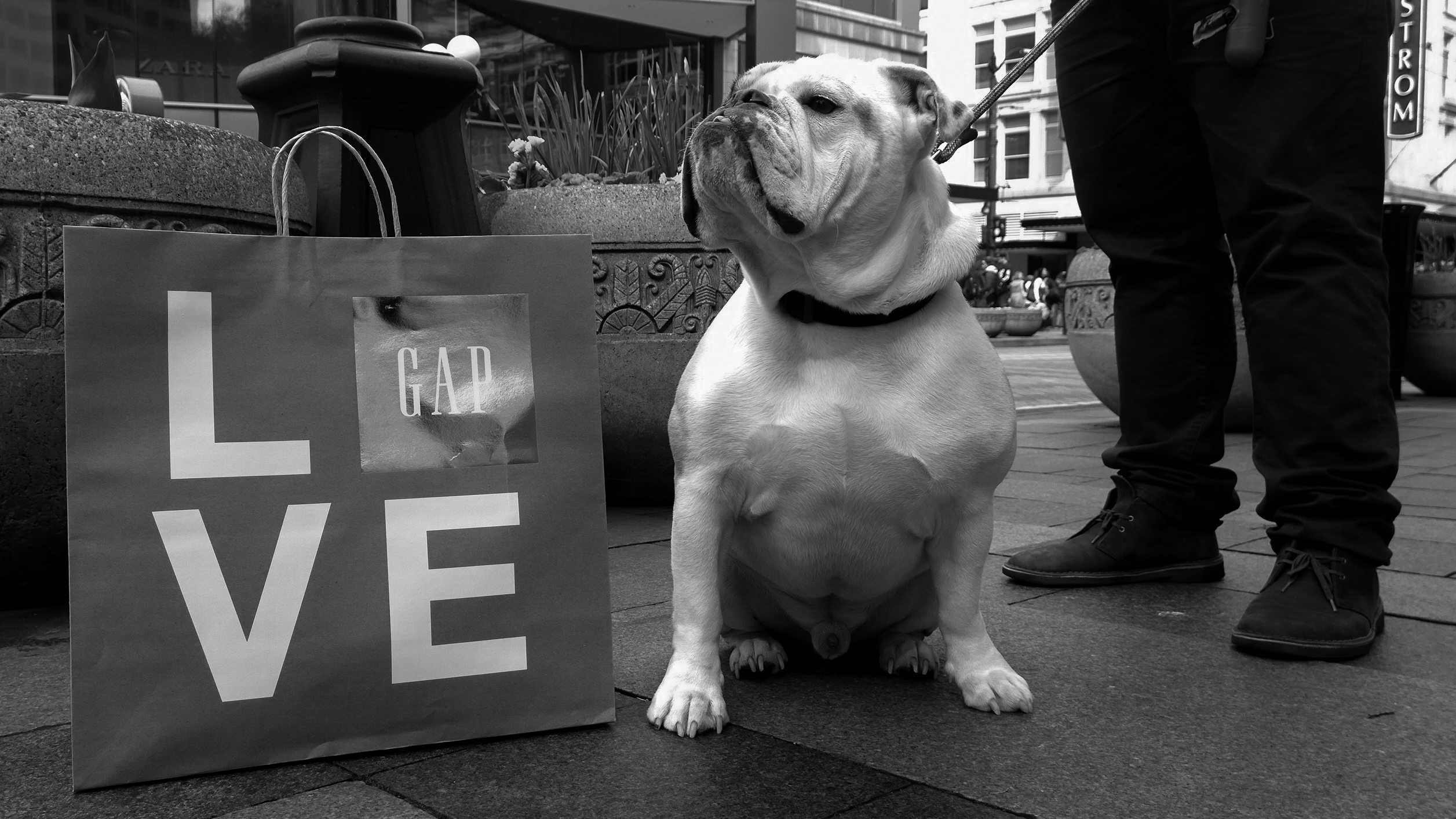 a black and white po of a dog sitting next to an shopping bag