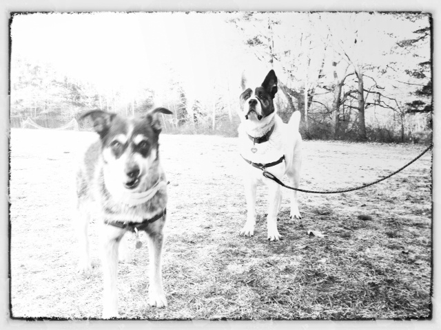two small dogs wearing collars standing on a field