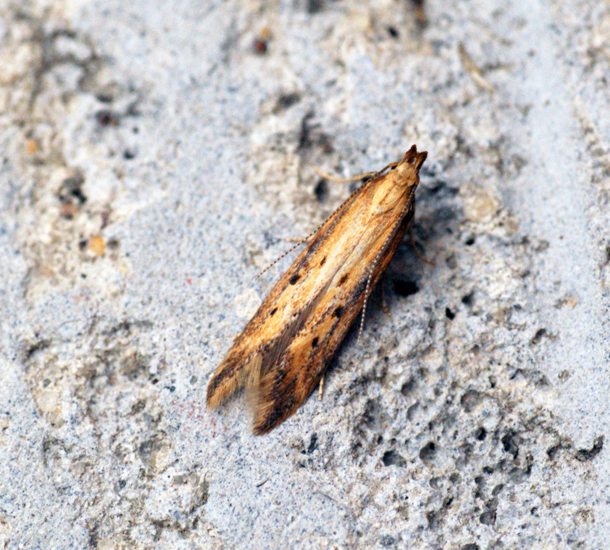 a single moth is laying on the ground