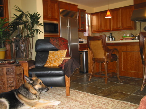 the german shepherd dog sits in front of the kitchen counter
