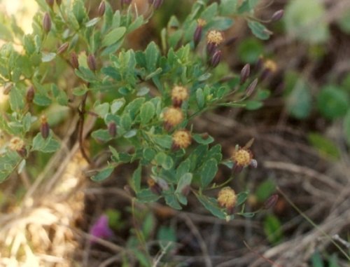 an image of wild flowers growing in the dirt