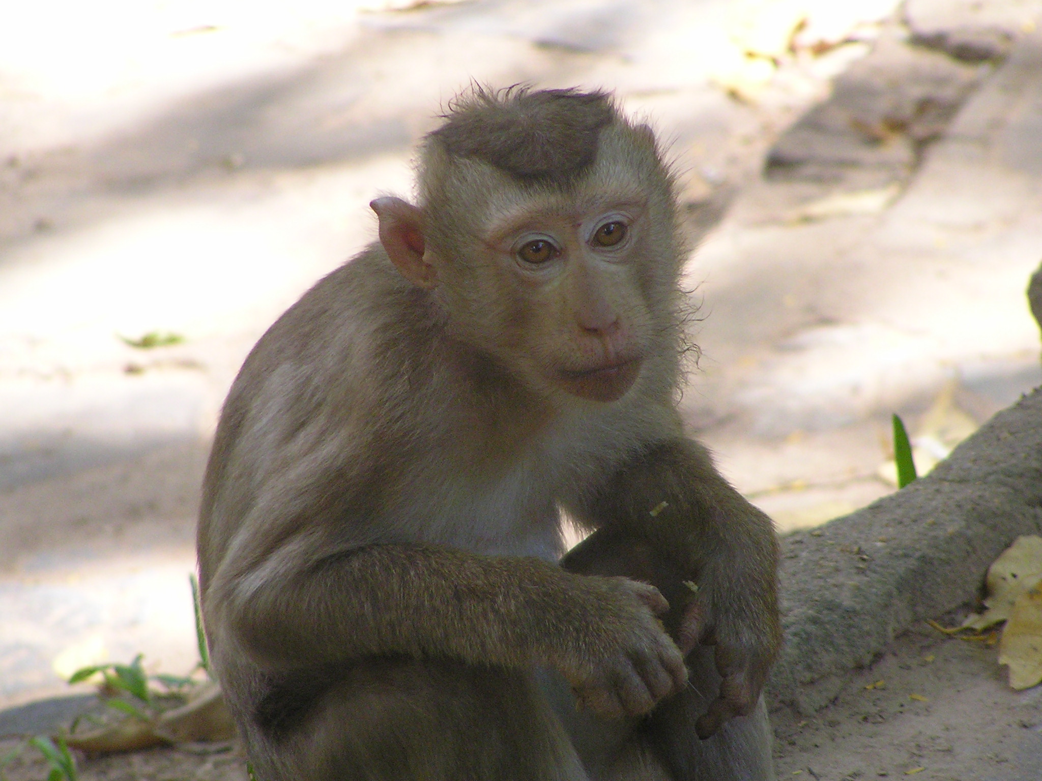 a close up of a monkey on a cement ground