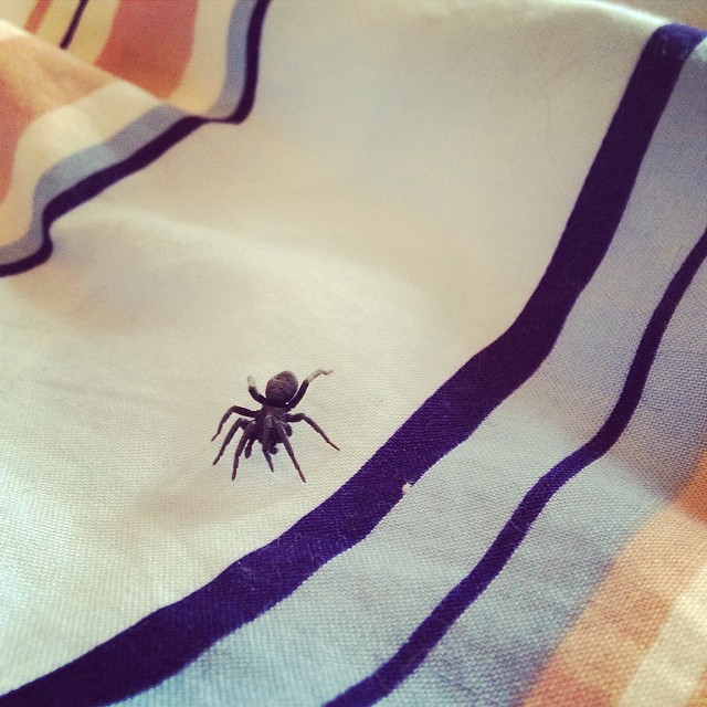 a spider sitting on top of a white and blue blanket