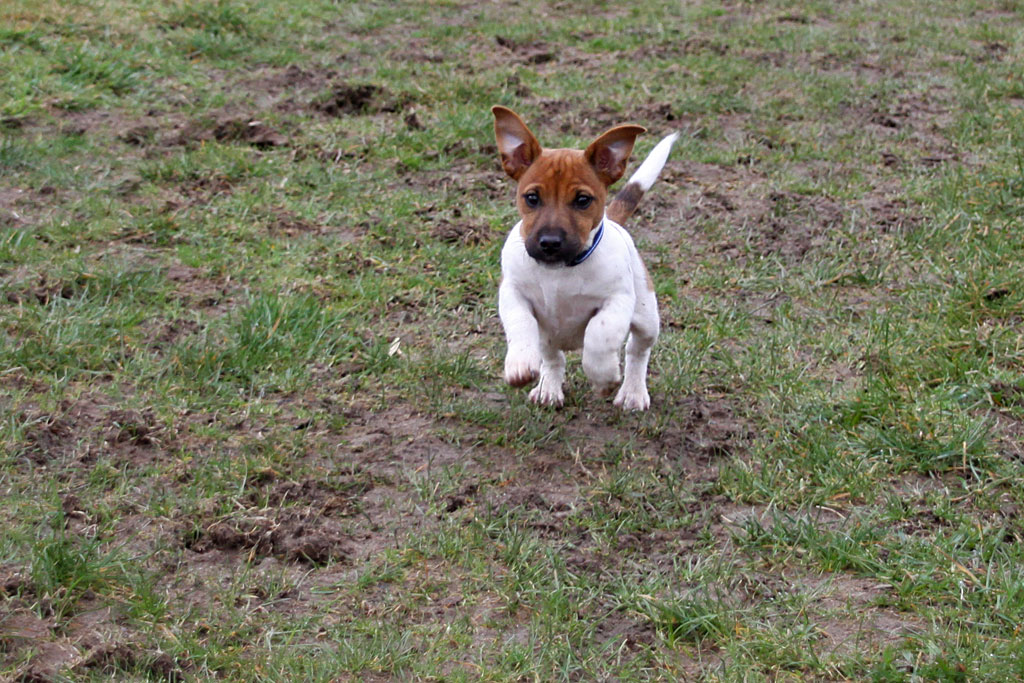 a small white and brown dog standing in the grass