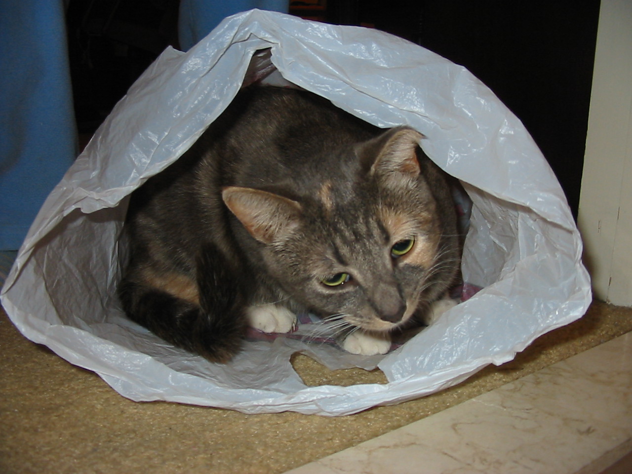 a gray and white cat laying in a bag on the floor