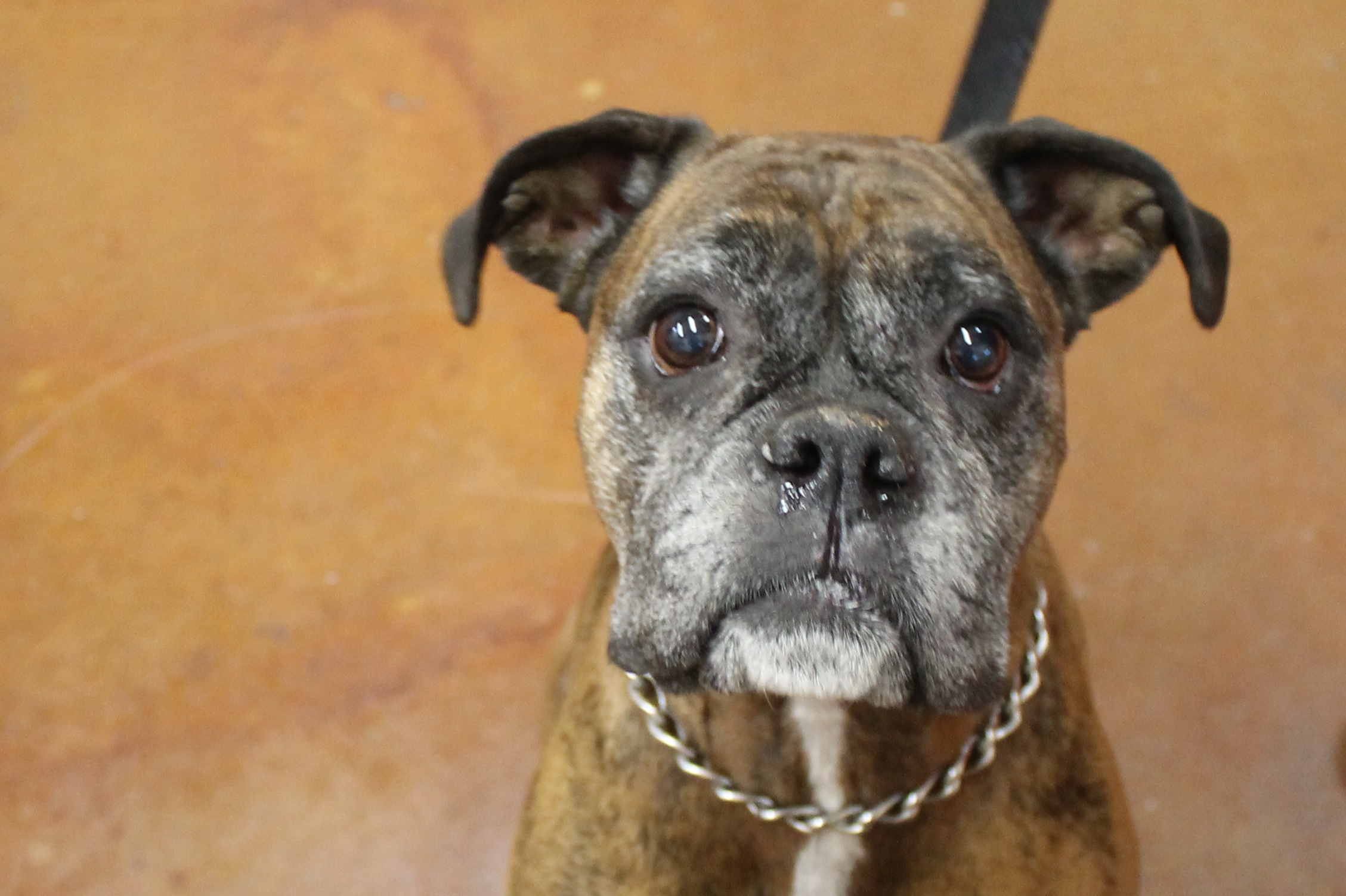 a brown dog standing on top of a tile floor