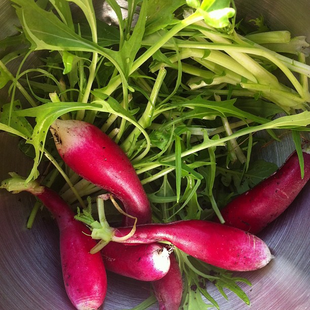 purple radishes in a bowl of water with green leaves