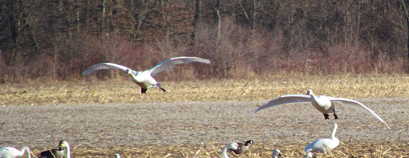 two birds with wings spread in a field near some trees